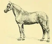 Gravure d'un cheval vu de profil.