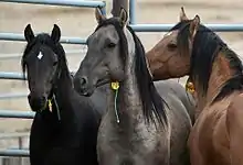Têtes de trois chevaux de couleurs variées.