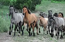 Groupe de Kiger Mustang