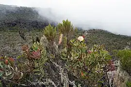 Au premier plan, un spécimen en fleur de Protea caffra subsp. kilimandscharica ; juste derrière, une bruyère arborescente (Erica arborea).