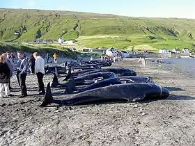 Des globicéphales morts sur la plage de Hvalba.