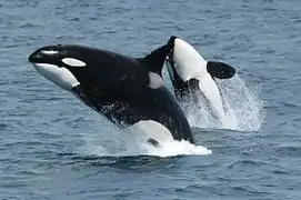 Couple d'Orques sautant hors de l'eau [seule photo de l'article non prise en Méditerranée].
