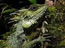 Dragon à crête (Hypsicalotes kinabaluensis)