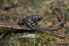 Description de l'image Kinabalu Dwarf Toad (Pelophryne misera)2.jpg.