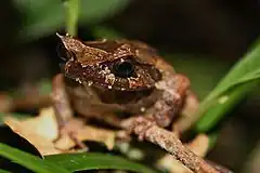 Description de l'image Kinabalu Horned Frog (Xenophrys baluensis)2.jpg.