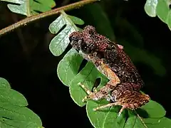 Description de l'image Kinabalu Slender Litter Frog (Leptolalax arayai) (7753004094).jpg.