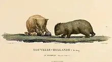 Wombats de l'île King