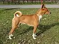 Basenji