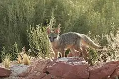 Renard nain avec une fourrure grise dans une zone aride