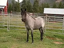 Photo d'une pouliche Kentucky Mountain Saddle Horse en semi-liberté.