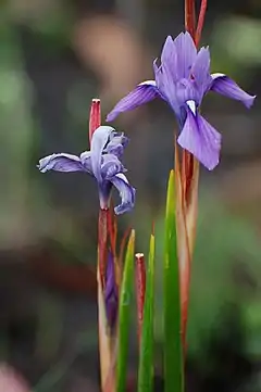 Description de l'image Kitulo NP flower 03 (paulshaffner).jpg.