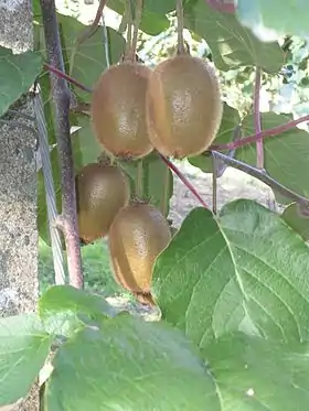 Production fruitière de « kiwis de l'Adour ».