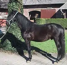 Photo d’un cheval noir présentant son profil gauche ; sa tête est busquée.