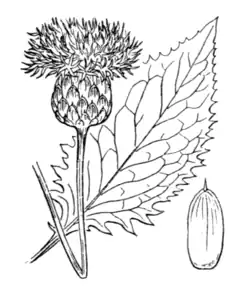 Description de l'image Klasea lycopifolia-Coste-2104.png.