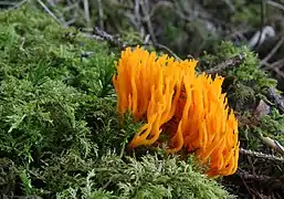 Calocère Calocera viscosa, un Dacrymycetes