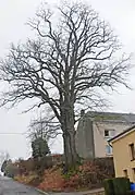 Le chêne en décembre 2007
