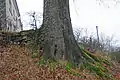 Le tronc du chêne ne porte pas encore de champignon en 2007