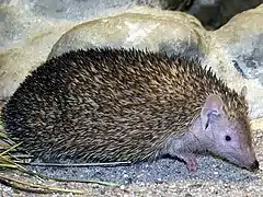 Petit Tenrec-hérissonEchinops telfairiTenrecidae