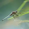 Orthetrum coerulescens