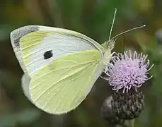 Pieris rapae