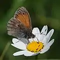 Triongulins cleptoparasites en attente de leur proie sur une Marguerite