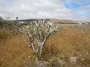 Kleinia neriifolia en avril dans des champs vers Mozaga à Lanzarote
