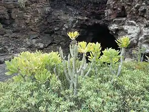 Kleinia neriifolia poussant au milieu d'une Euphorbia balsamifera