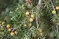 Feuilles subulées de Juniperus deltoides