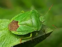 Palomena viridissima