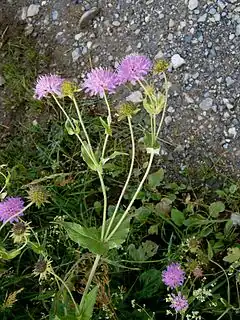 Description de l'image Knautia dipsacifolia01.jpg.