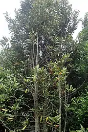 Photographie d'un jeune arbre.