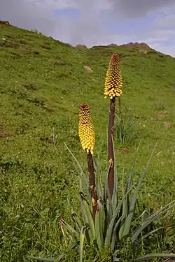 Kniphofia foliosa (es) (Xanthorrhoeaceae).