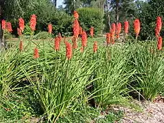 Kniphofia thomsonii.