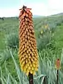 Kniphofia uvaria.