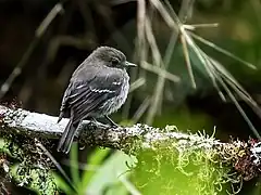 Description de l'image Knipolegus signatus - Jelski's Black-Tyrant - female (cropped).jpg.