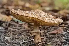 Un chlorophyllum rhacodes de profil. Octobre 2020.