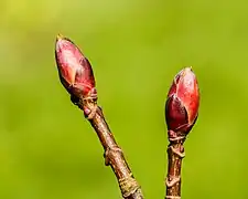 Bourgeons d'érable sycomore. Leur longueur est de 7 mm env.