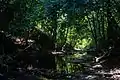 Forêt tropicale et cours d'eau