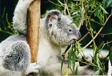 Photo d'un koala.