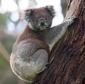 Koala (Phascolarctus cinereus, Phascolarctidae)