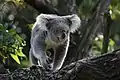 Koala de face.