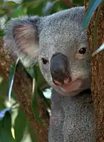 Image illustrative de l’article Lone Pine Koala Sanctuary