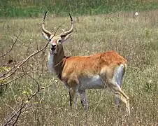 Kobus leche (cobe de Lechwe)