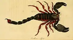 Description de l'image Koch, Die Arachniden, vol. 3, 1836, plate LXXIX.jpg.