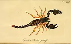 Description de l'image Koch, Die Arachniden, vol. 4, 1837, plate CXXI.jpg.