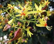 Détail des fleurs et fruit immature