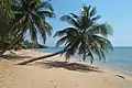 Plage de sable blanc et cocotiers