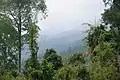 Forêt tropicale humide dense dans les montagnes de l'île de Tarutao