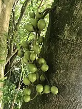 Fruits verts de petite taille reliés directement au tronc d'un arbre.