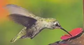 Certains oiseaux nectarivores sont dits « voleurs de nectar » car ne contribuant pas à la pollinisation, mais d'autres comme les colibris (ou certaines chauve-souris nectarivores) sont de vrais pollinisateurs